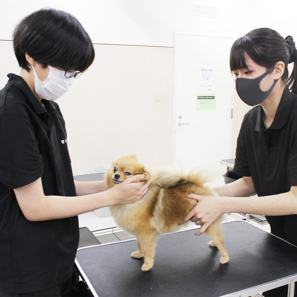 ２年生の動物看護実習